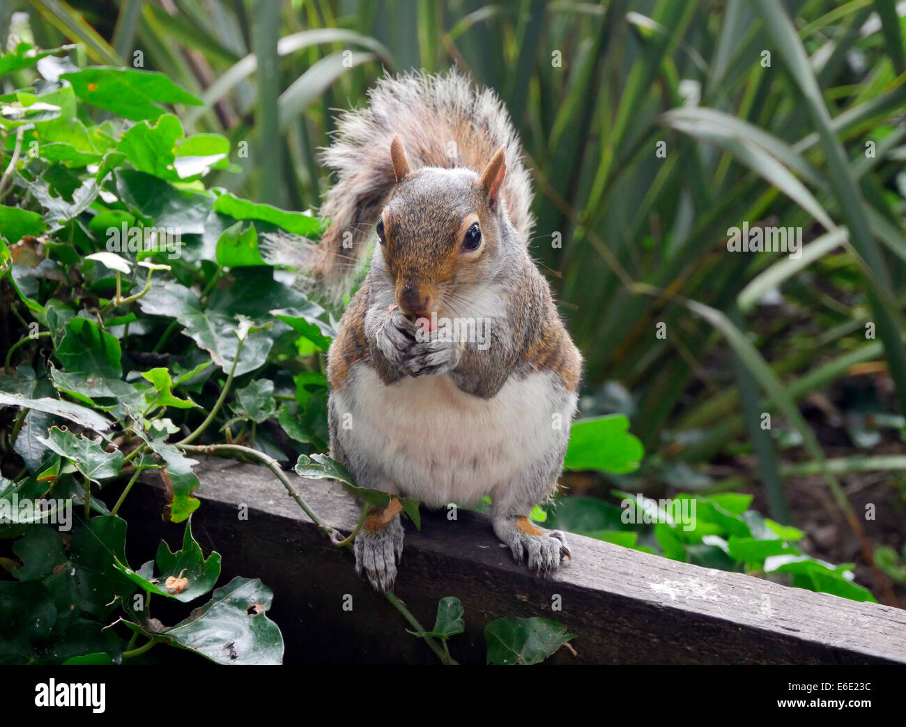 Squiirel eating nuts, Cambridgeshire UK Stock Photo