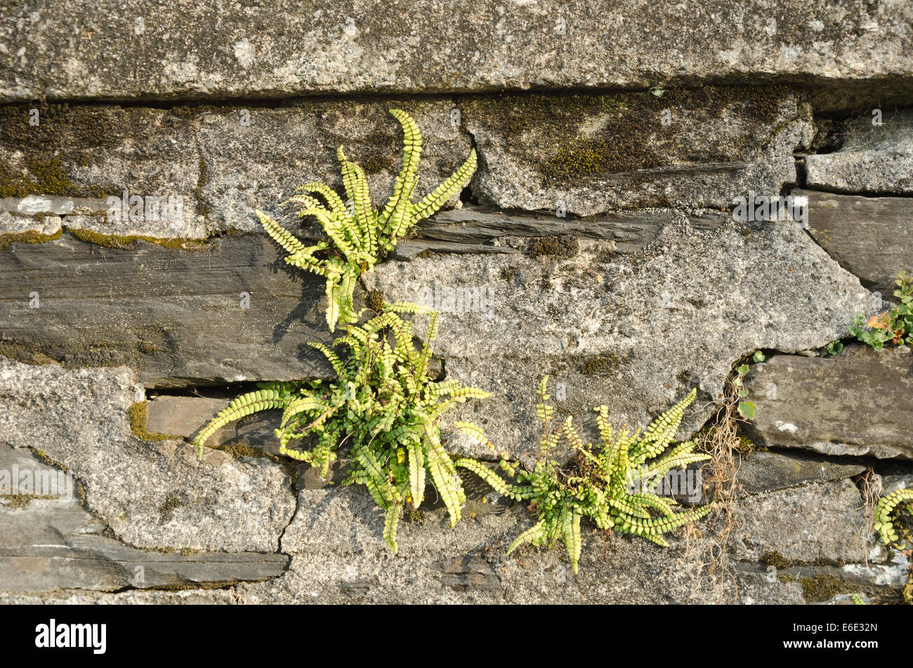 Maidenhair Spleenwort making a holdfast on old vertical wall face amongst cracks render and slate rock Stock Photo