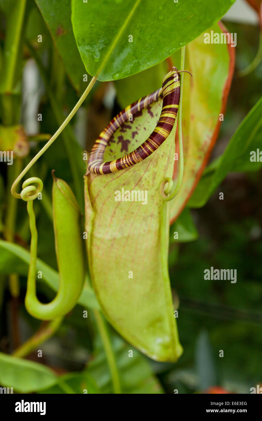 Pitcher plant 'Leesii' (Nepenthes) Stock Photo