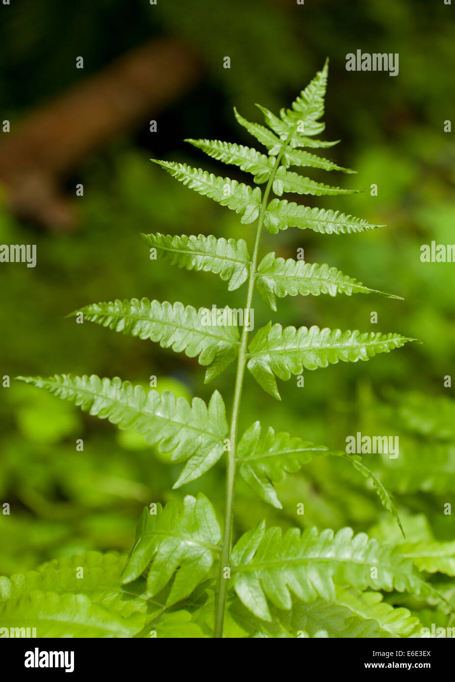 Whisk fern leaves (Psilotum nudum) Stock Photo