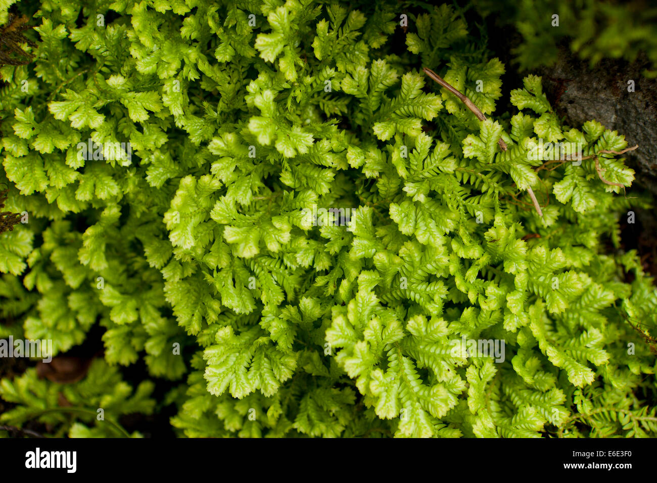 African clubmoss closeup (Selaginella kraussiana) Stock Photo