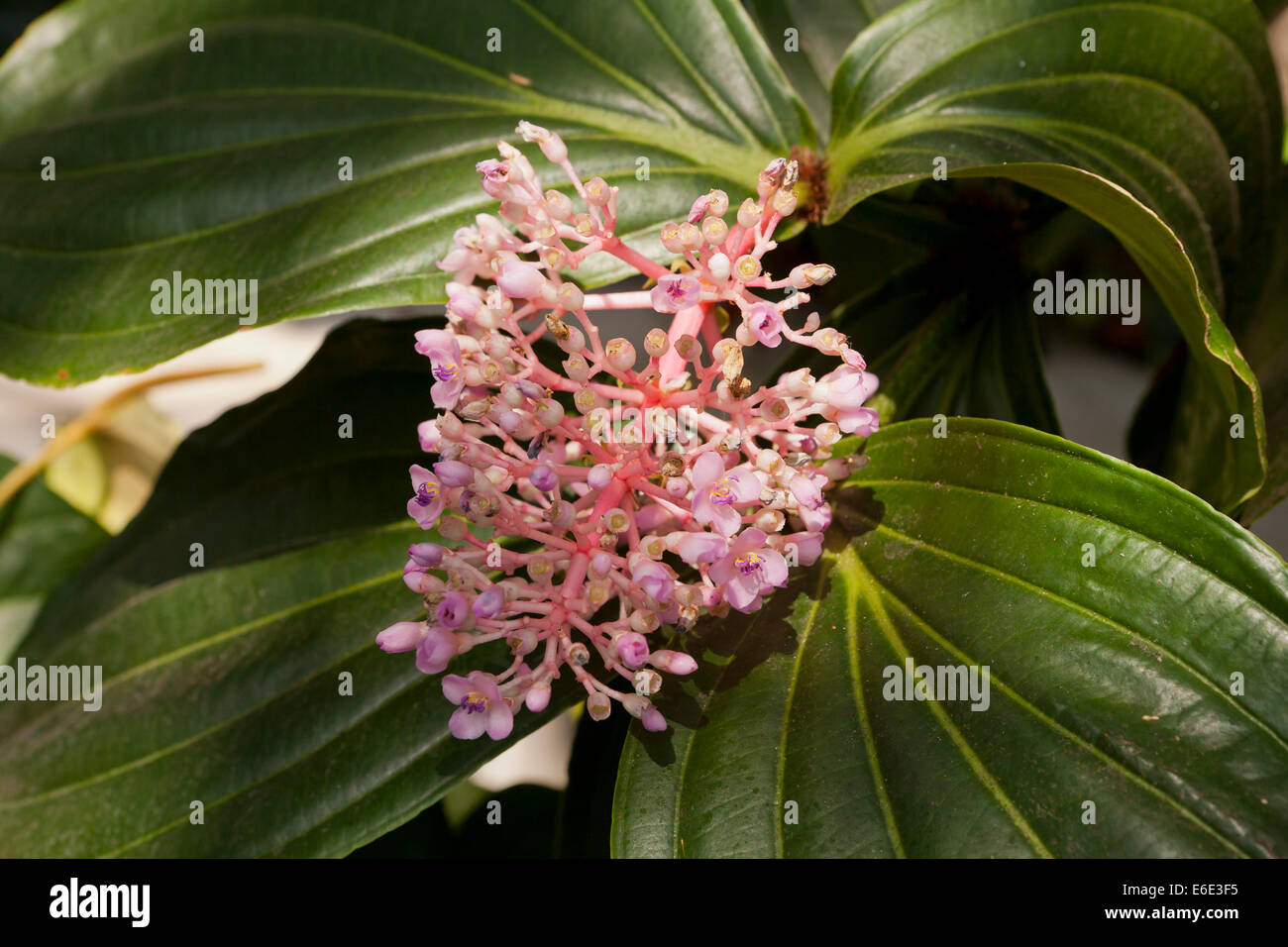 Melastome flowers (Medinilla myriantha) Stock Photo