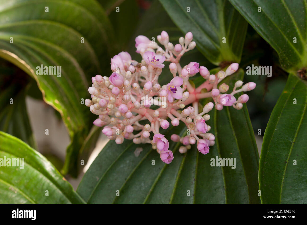 Melastome flowers (Medinilla myriantha) Stock Photo
