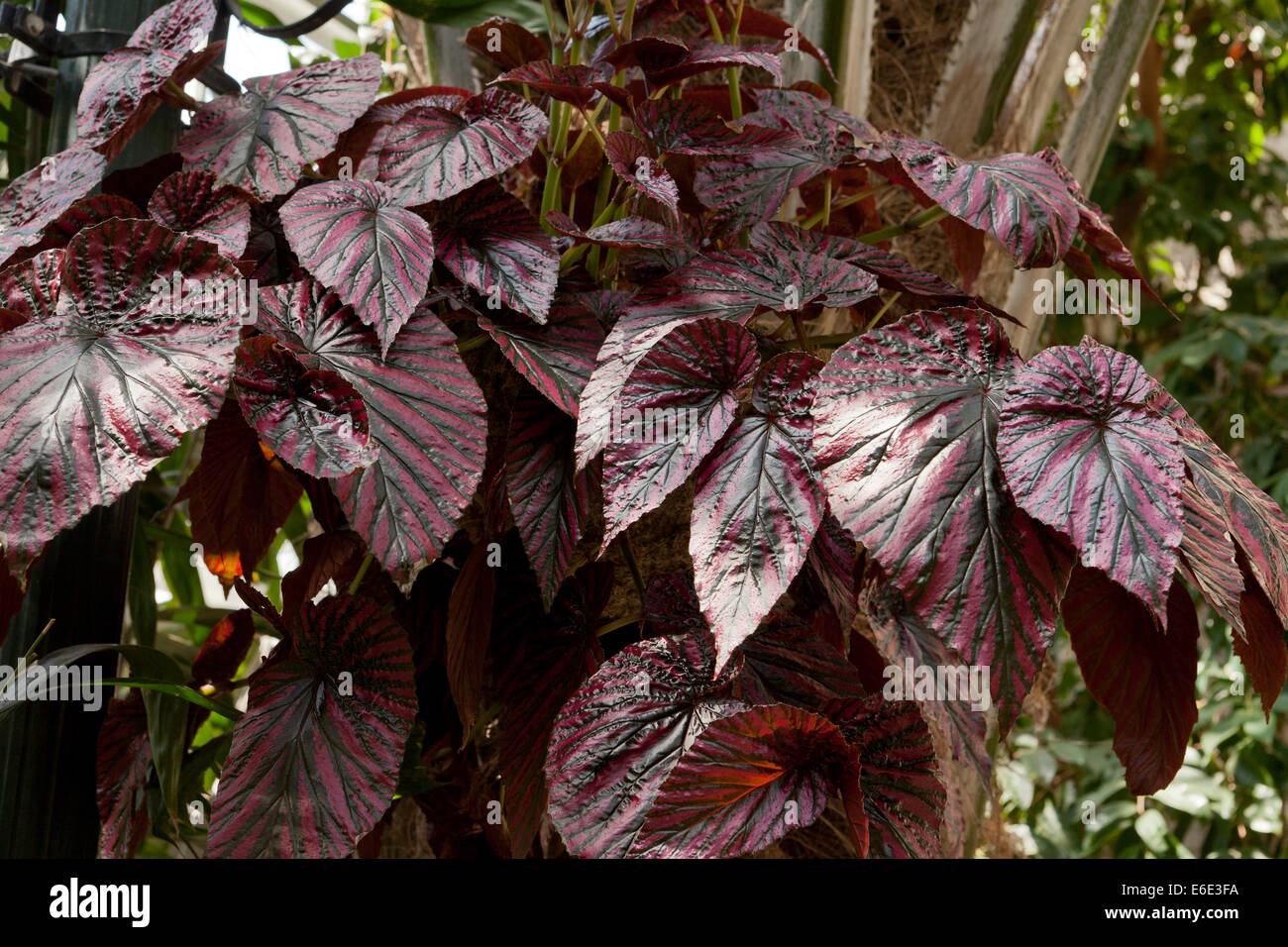 Begonia exotica native to Papua New Guinea Stock Photo - Alamy