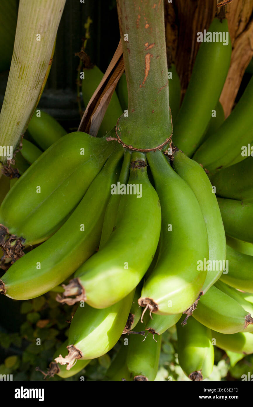 Banana bunch on tree Stock Photo
