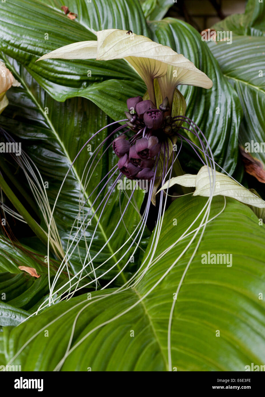 Bat flower (Tacca integrifolia) native to Southeast Asia Stock Photo