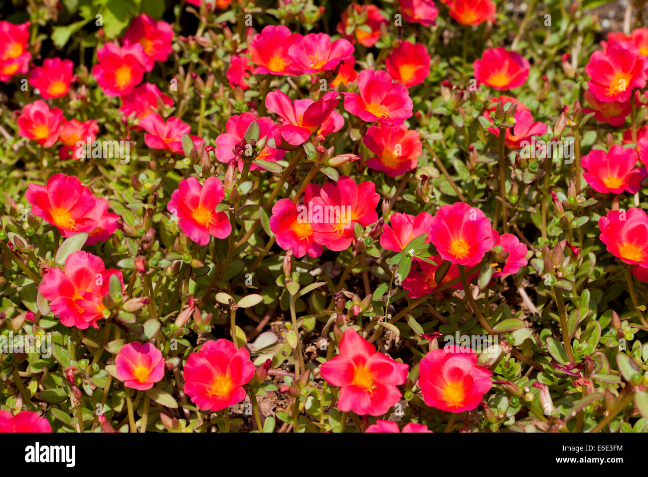 Purslane plant flowers ( Portulaca oleracea), AKA verdolaga, pigweed, little hogweed, red root, pursley - USA Stock Photo