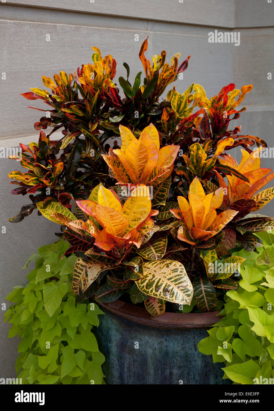 Petra and Mammy croton plants (Codiaeum variegatum) in planter - USA Stock Photo