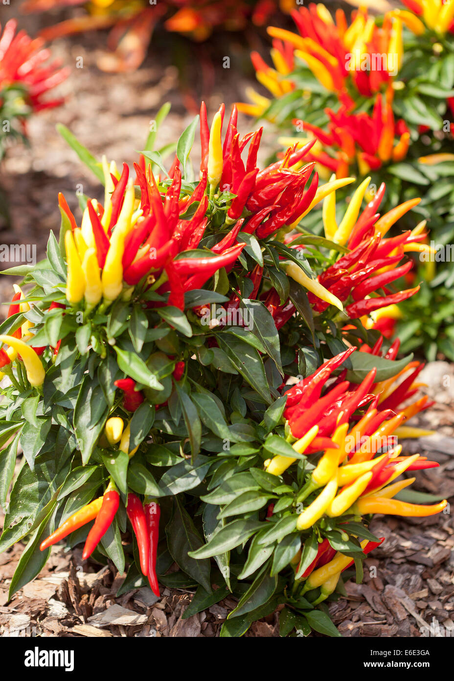 Chilly Chili (Capsicum annuum) ornamental pepper plant - USA Stock Photo