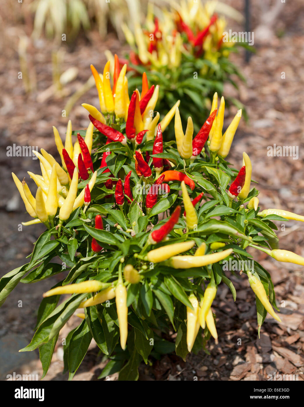 Chilly Chili (Capsicum annuum) ornamental pepper plant - USA Stock Photo