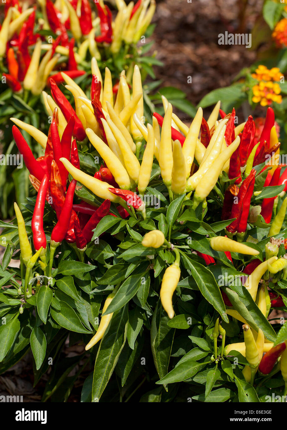 Chilly Chili (Capsicum annuum) ornamental pepper plant - USA Stock Photo