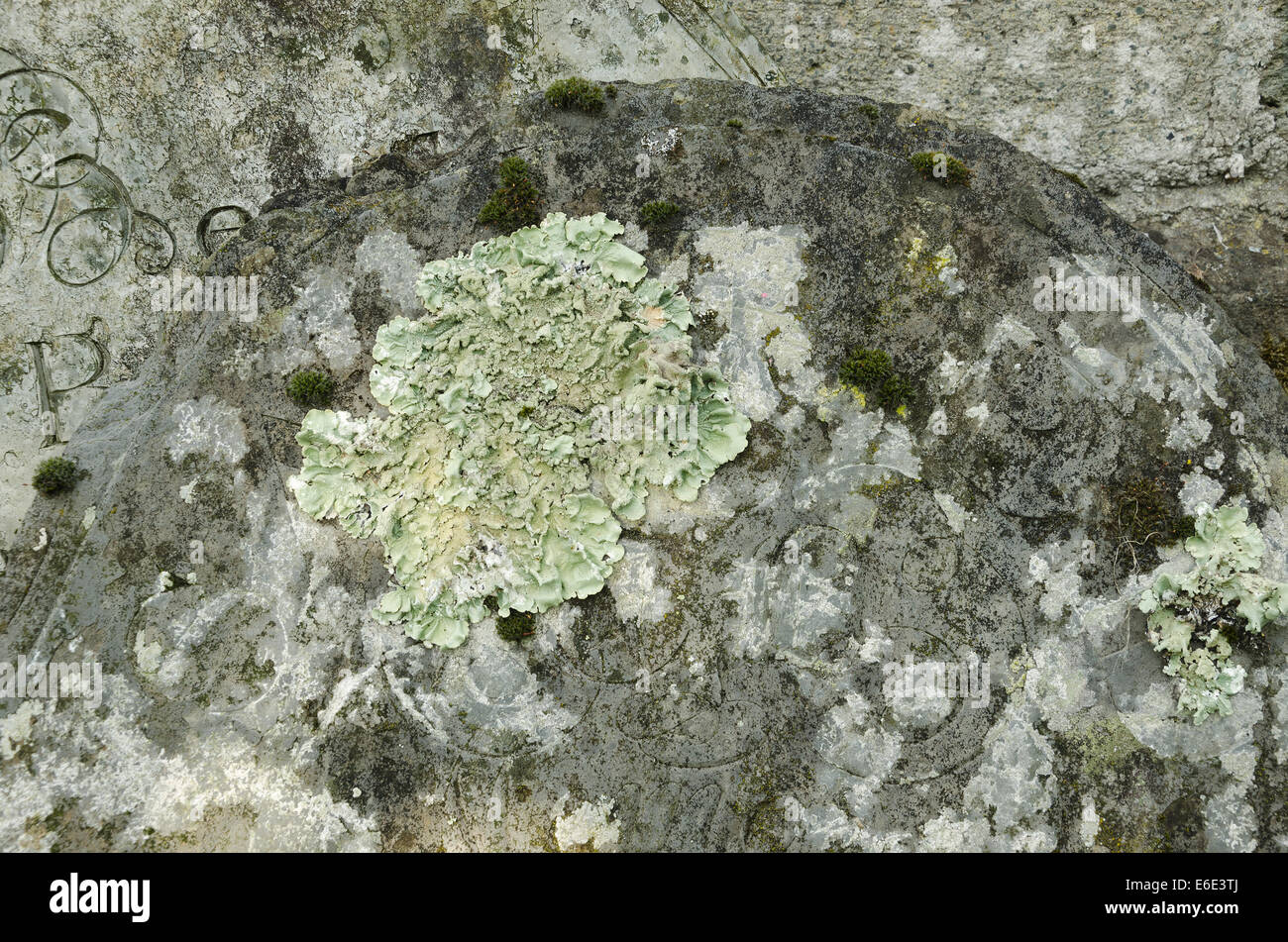 Foliose leafy lichen round ring patch patches invasion on limestone old deteriorating gravestone Stock Photo