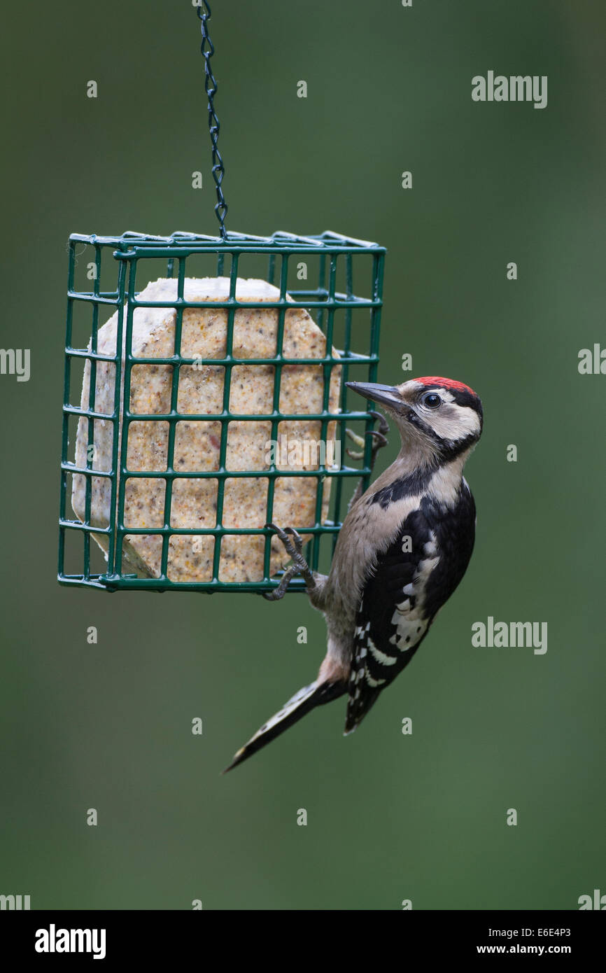 Great Spotted Woodpecker, bird's feeding, Buntspecht, Vogelfütterung, Vogelfutter, Dendrocopos major, Vogelfutter, feeding birds Stock Photo