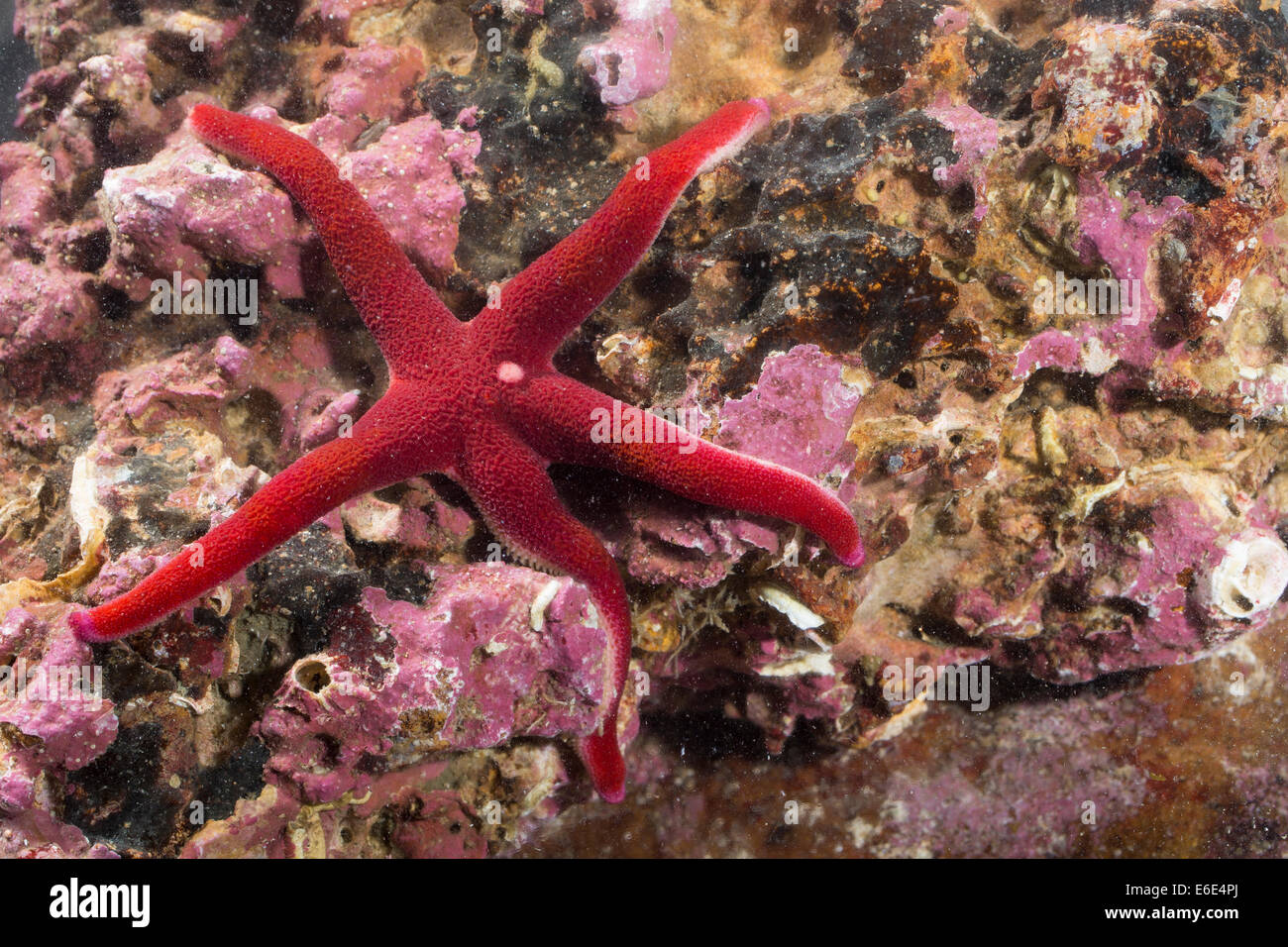Atlantic Blood Star, Slender sea star, Bloody Henry, Blood starfish, star-fish, Blutstern, Blut-Seestern, Henricia sanguinolenta Stock Photo