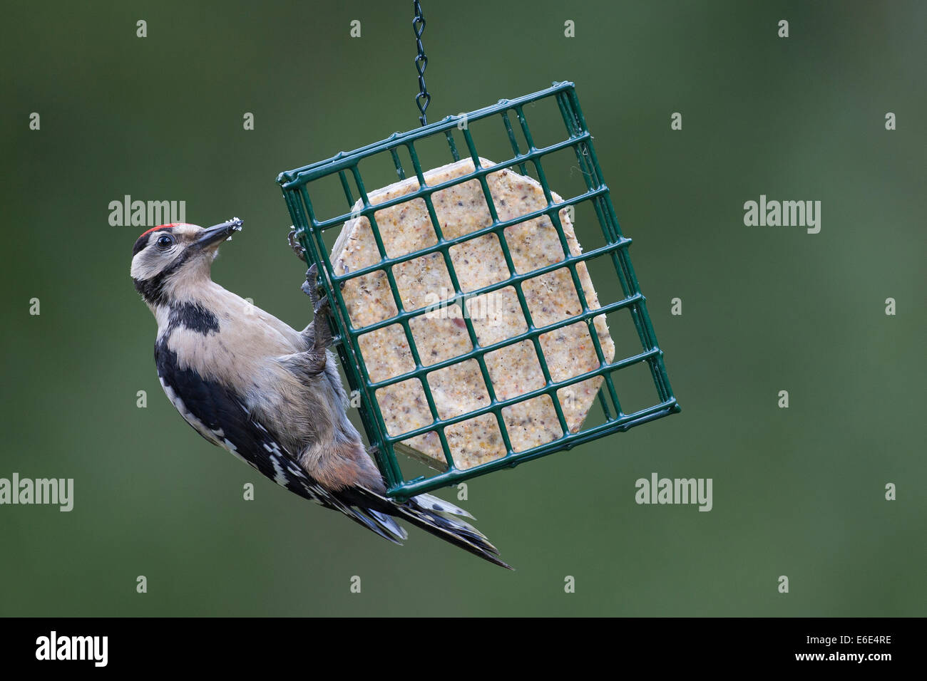 Great Spotted Woodpecker, bird's feeding, Buntspecht, Vogelfütterung, Vogelfutter, Dendrocopos major, Vogelfutter, feeding birds Stock Photo