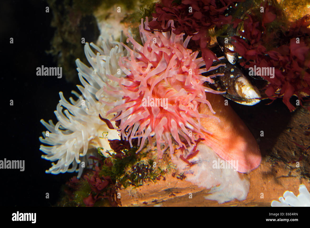 Northern red anemone, dahlia anemone, Dickhörnige Seerose, Braune Seedahlie, Urticina felina, Tealia felina, Seeanemone Stock Photo