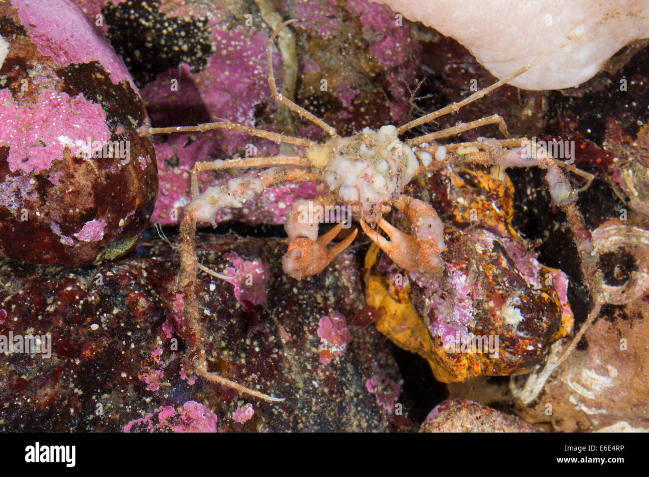 Scorpion spider crab, spider crab, Dornige Gespensterkrabbe, Seespinne, Anemonenkrabbe, Inachus dorsettensis Stock Photo