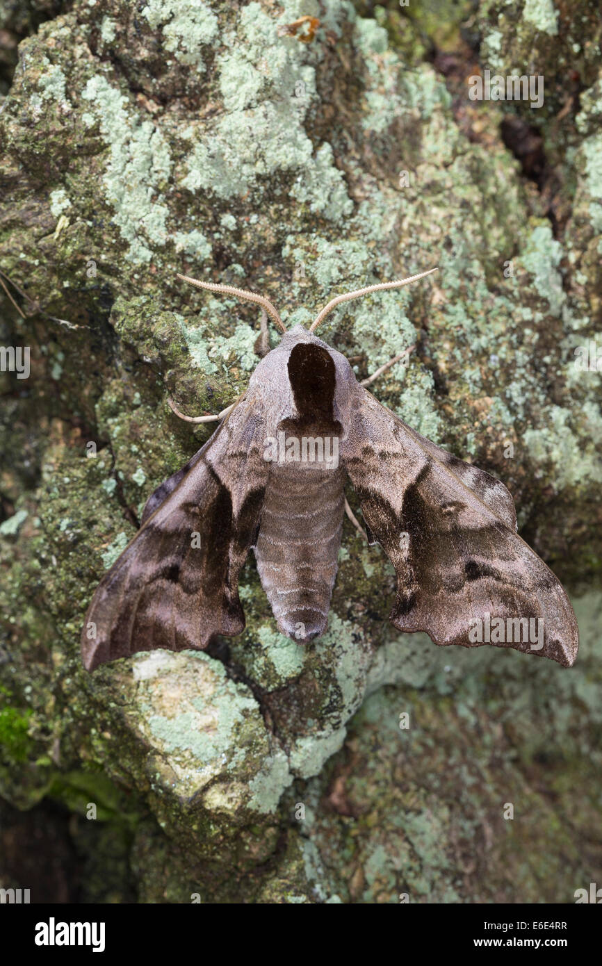 Eyed Hawk-Moth, Eyed Hawkmoth, Abendpfauenauge, Abend-Pfauenauge, Smerinthus ocellata, Smerinthus ocellatus, Schwärmer Stock Photo