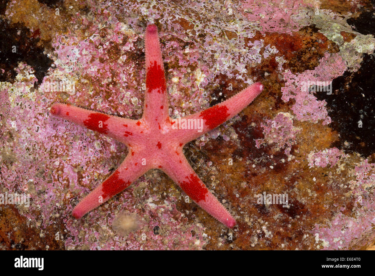 Atlantic Blood Star, Slender sea star, Bloody Henry, Blood starfish, star-fish, Blutstern, Blut-Seestern, Henricia spec. Stock Photo
