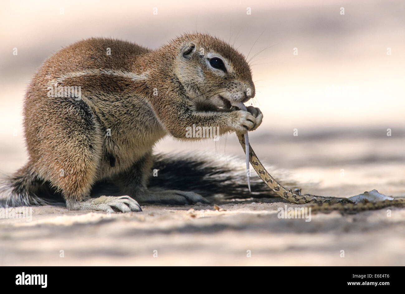 Cape Ground Squirrel (Xerus inauris) feeding on a small snake