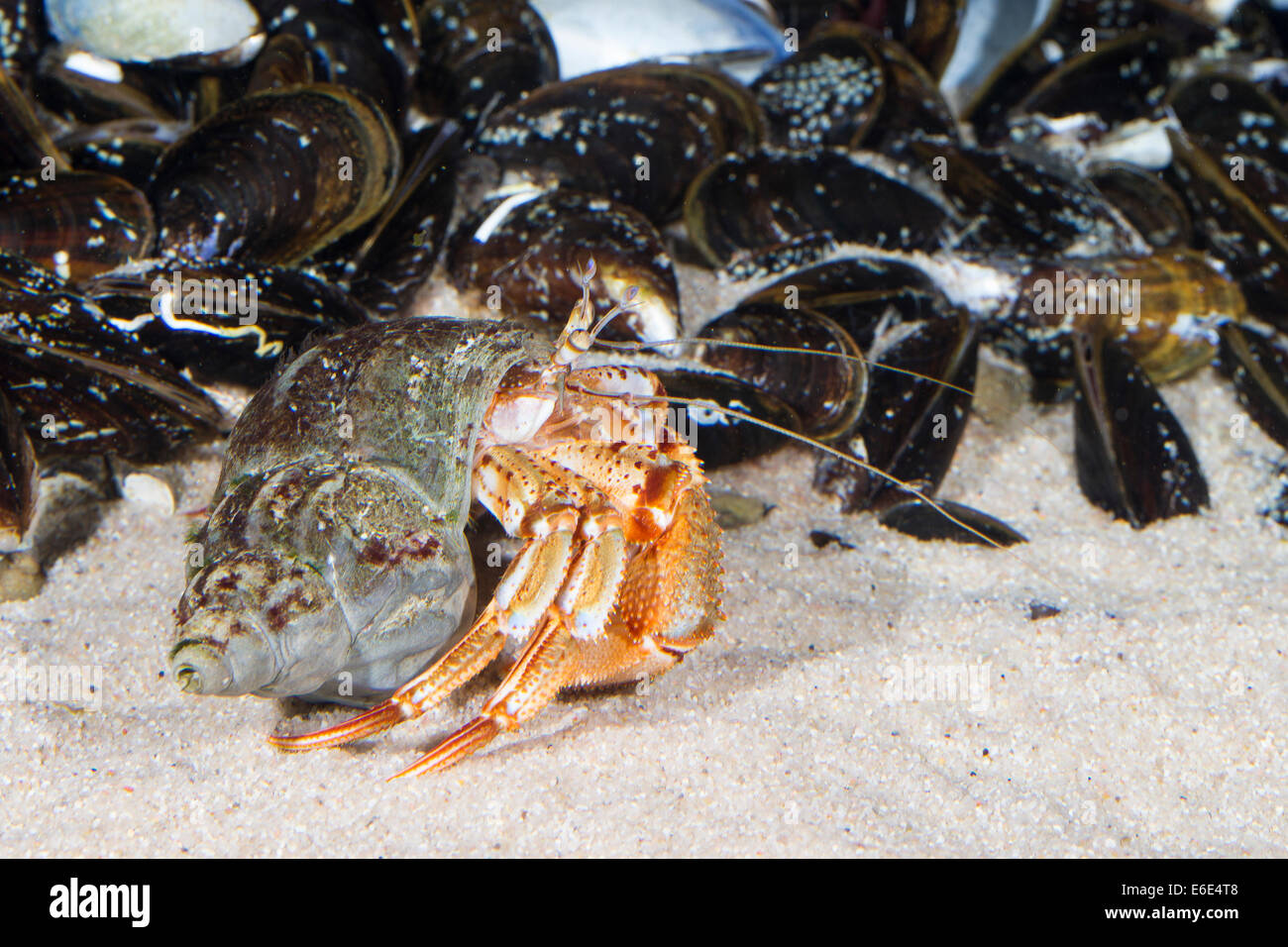 Common hermit crab, Gemeiner Einsiedlerkrebs, Einsiedler-Krebs, Pagurus bernhardus, Eupagurus bernhardus, in Schneckengehäuse Stock Photo