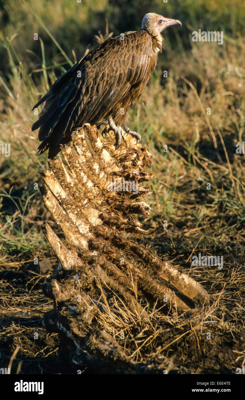 Hooded Vulture (Necrosyrtes Monachus), Endangered Species, Perched On A ...