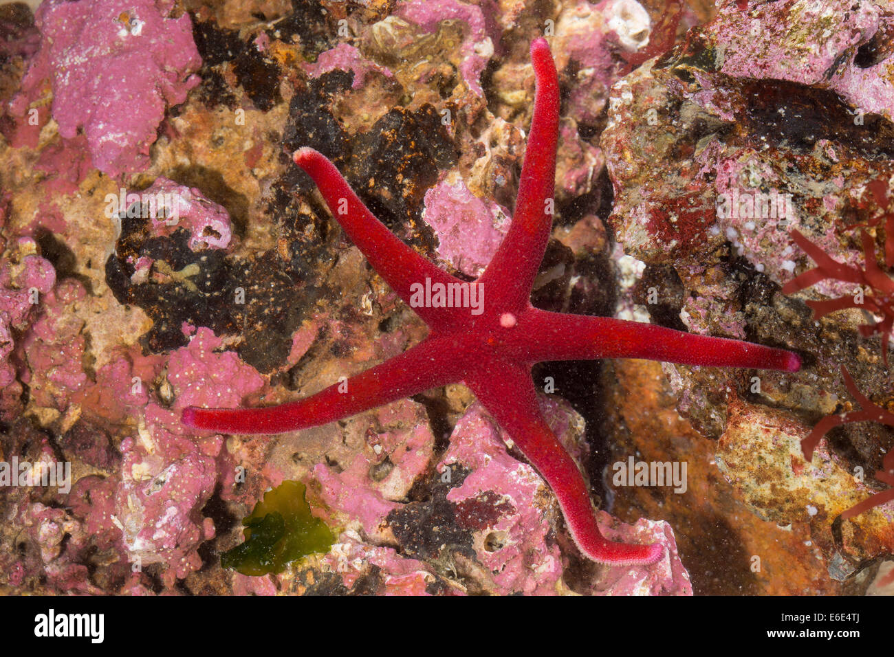 Atlantic Blood Star, Slender sea star, Bloody Henry, Blood starfish, star-fish, Blutstern, Blut-Seestern, Henricia sanguinolenta Stock Photo