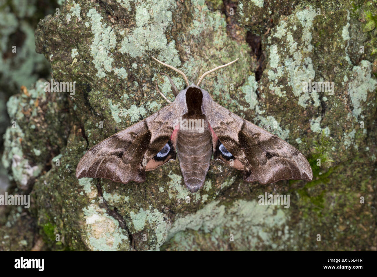 Eyed Hawk-Moth, Eyed Hawkmoth, Abendpfauenauge, Abend-Pfauenauge, Smerinthus ocellata, Smerinthus ocellatus, Schwärmer Stock Photo