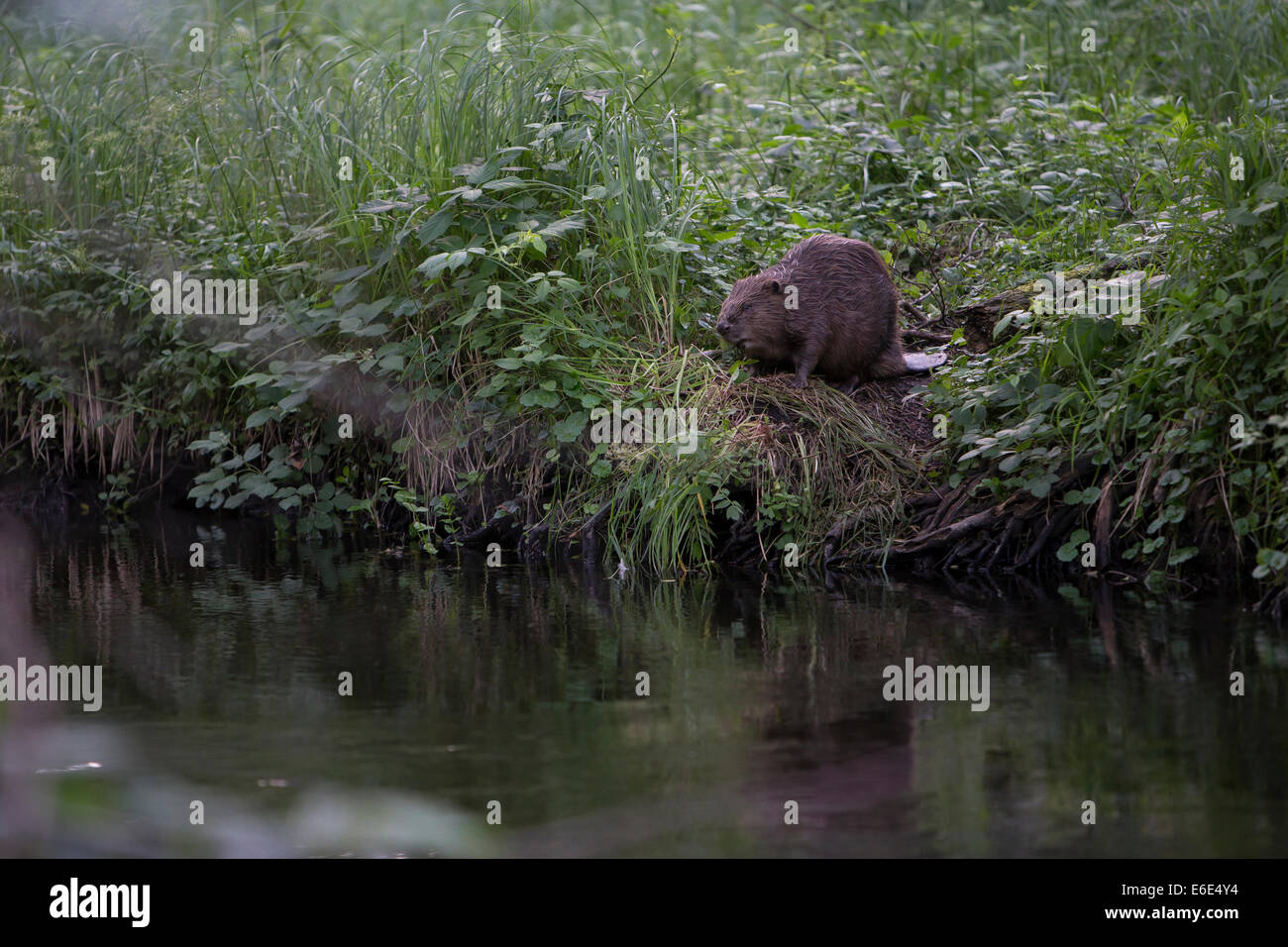 Eurasian beaver, European beaver, Beaver, Europäischer Biber, Altwelt-Biber, Biber, Castor fiber, Castor d´Europe Stock Photo