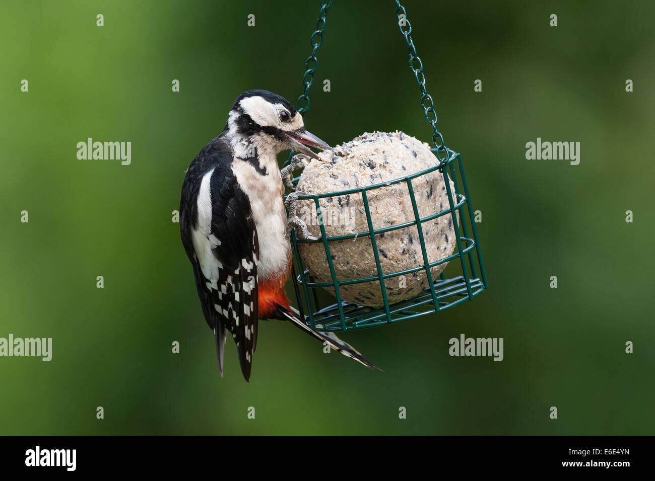 Great Spotted Woodpecker, bird's feeding, Buntspecht, Vogelfütterung, Vogelfutter, Dendrocopos major, Vogelfutter, feeding birds Stock Photo