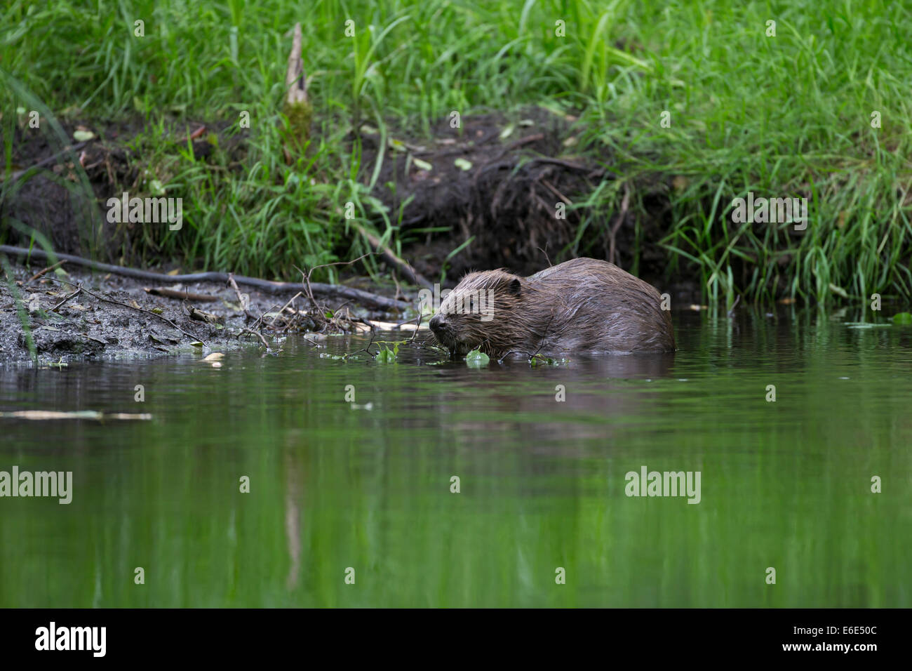 Eurasian beaver, European beaver, Beaver, Europäischer Biber, Altwelt-Biber, Biber, Castor fiber, Castor d´Europe Stock Photo