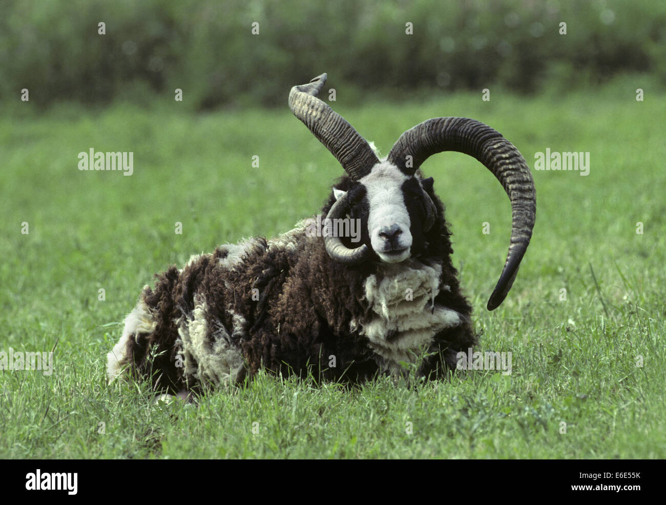 Sheep - Ovis aries Stock Photo