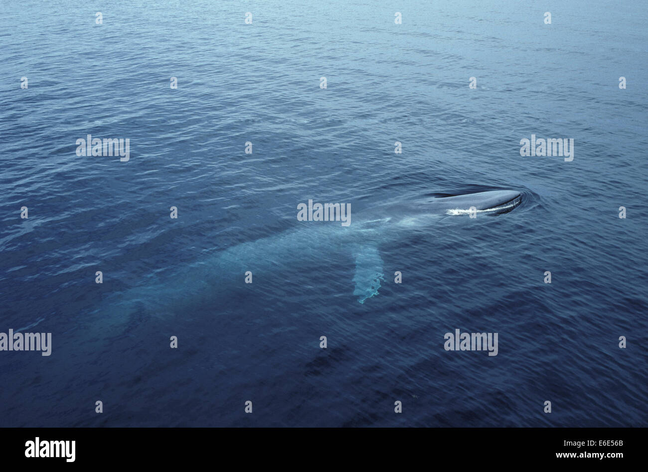 Blue Whale - Balaenoptera musculus Stock Photo