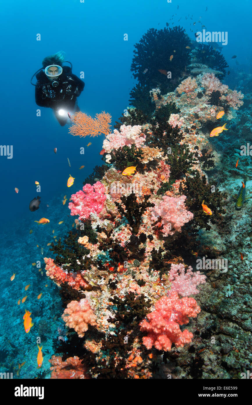 Divers looking at coral reef with Dendronephthya klunzingeri soft coral (Dendronephthya klunzingeri) on coral reef Stock Photo