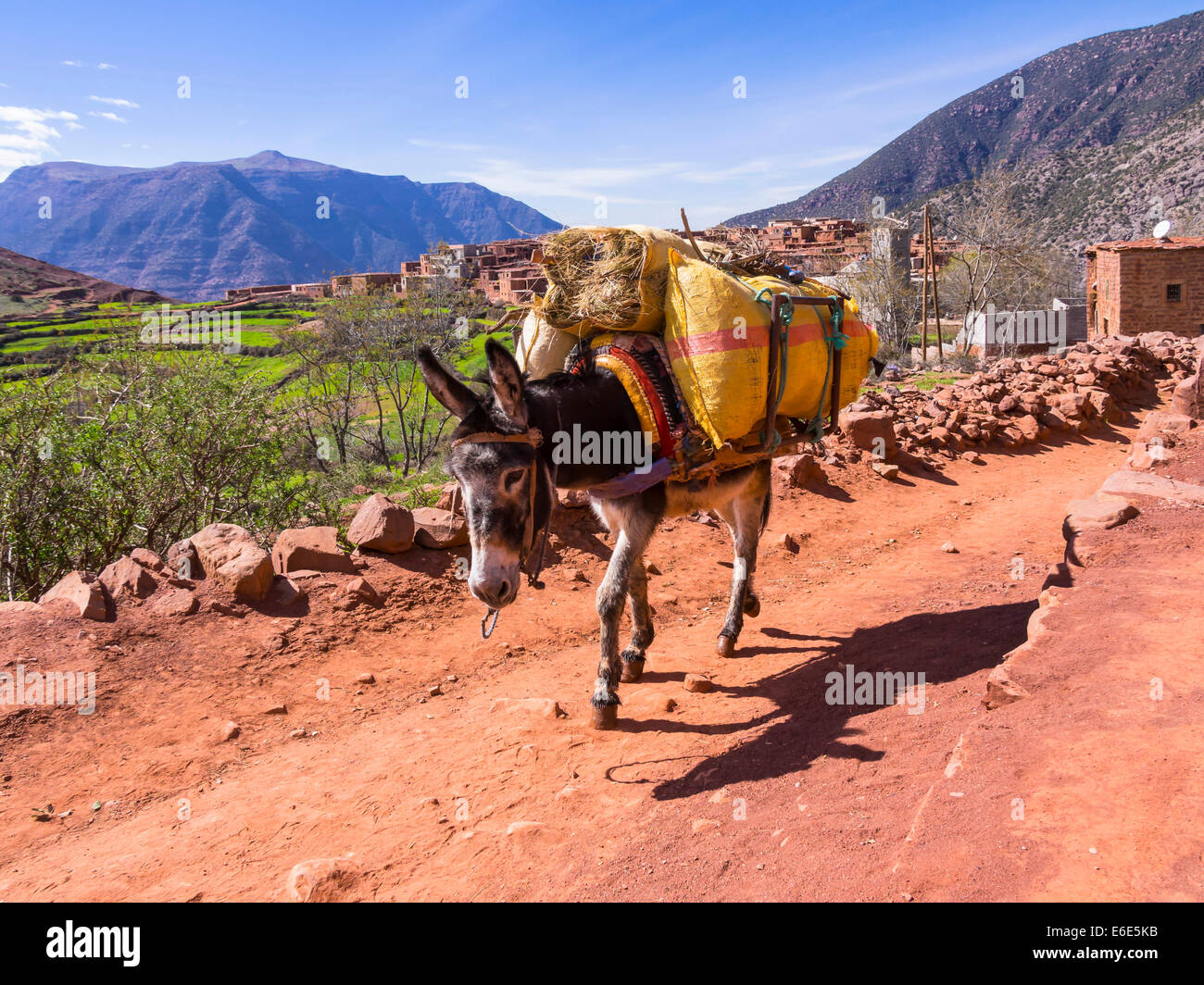 Burro or pack mule carrying a heavy load on a path in the Atlas Mountains, mud-brick village of Anammer at the back Stock Photo