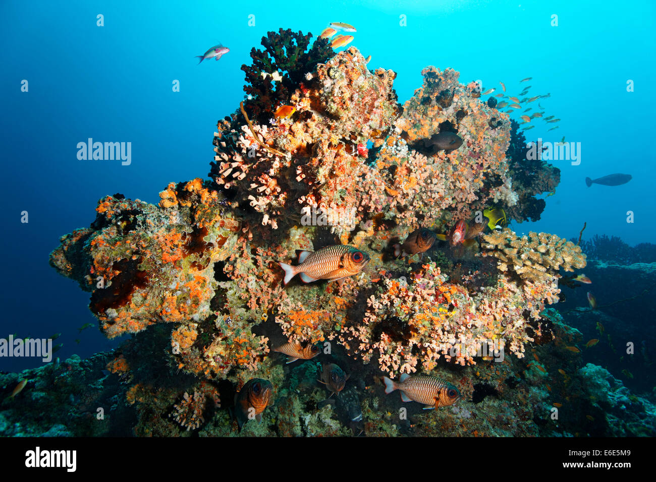 Small coral reef with Black Sun Coral (Tubastrea micranthus), and ...