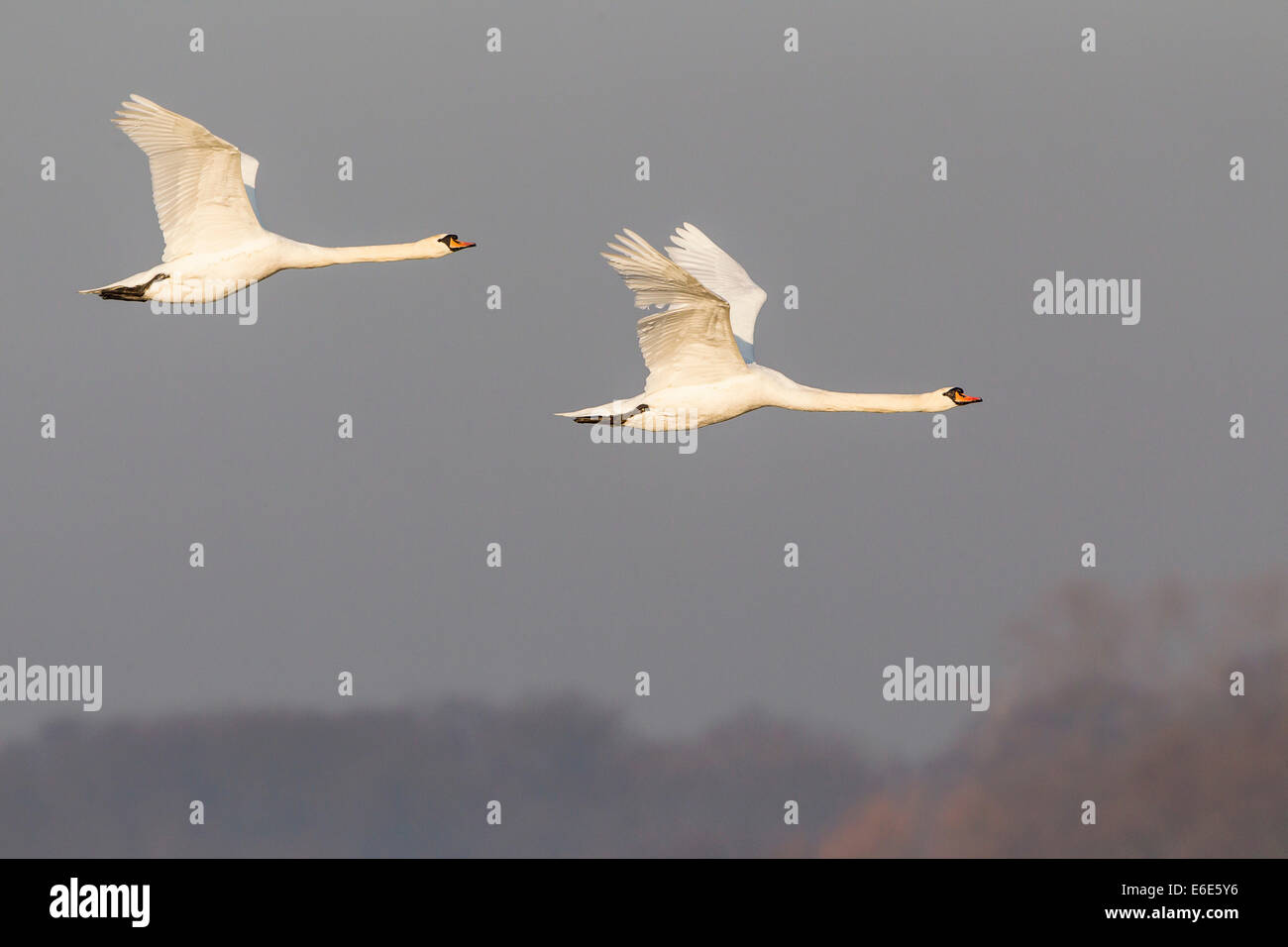 Two mute swans (Cygnus olor) in flight, Rieselfelder Münster, North Rhine-Westphalia, Germany Stock Photo