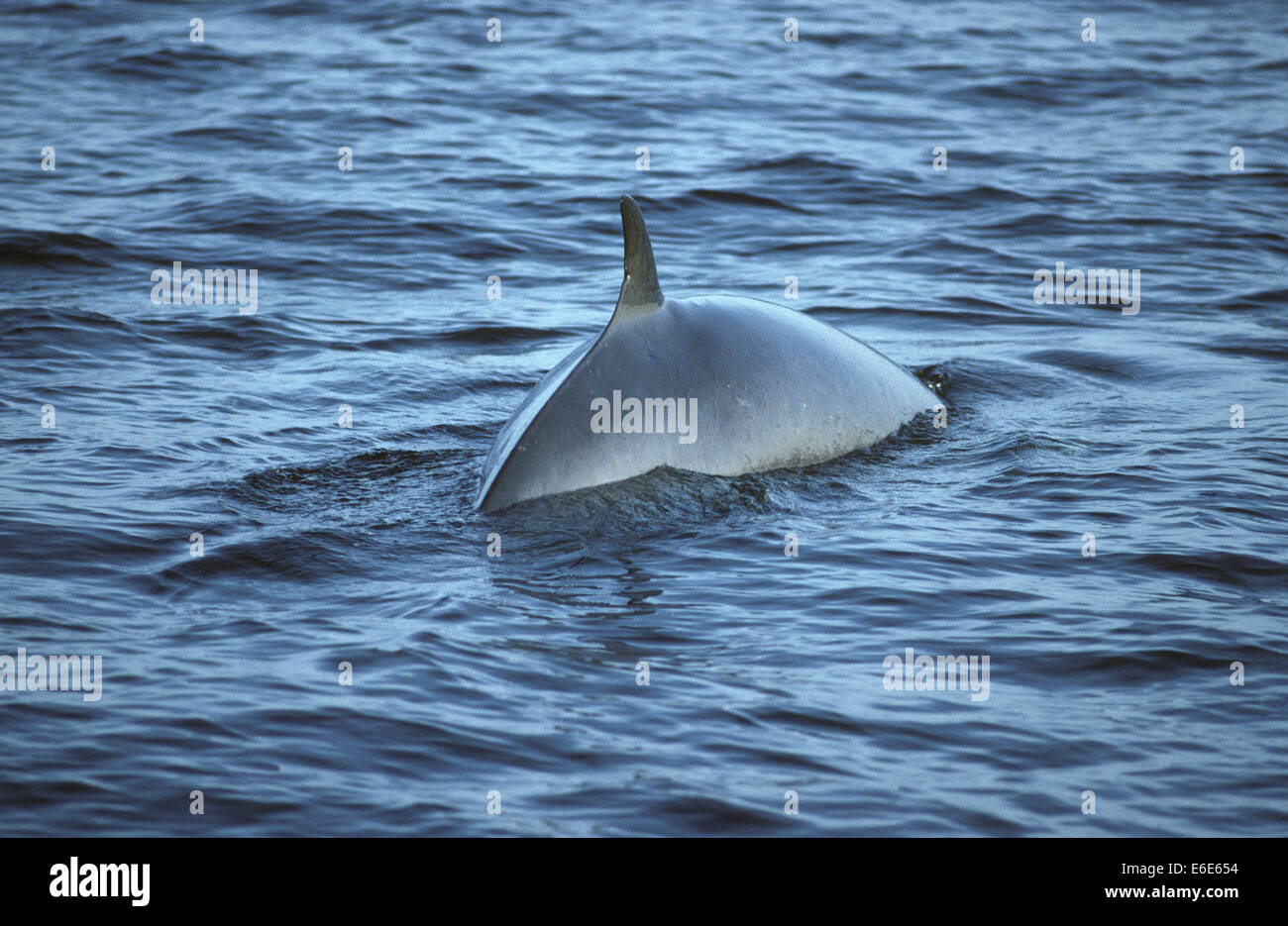 Minke whale hi-res stock photography and images - Alamy