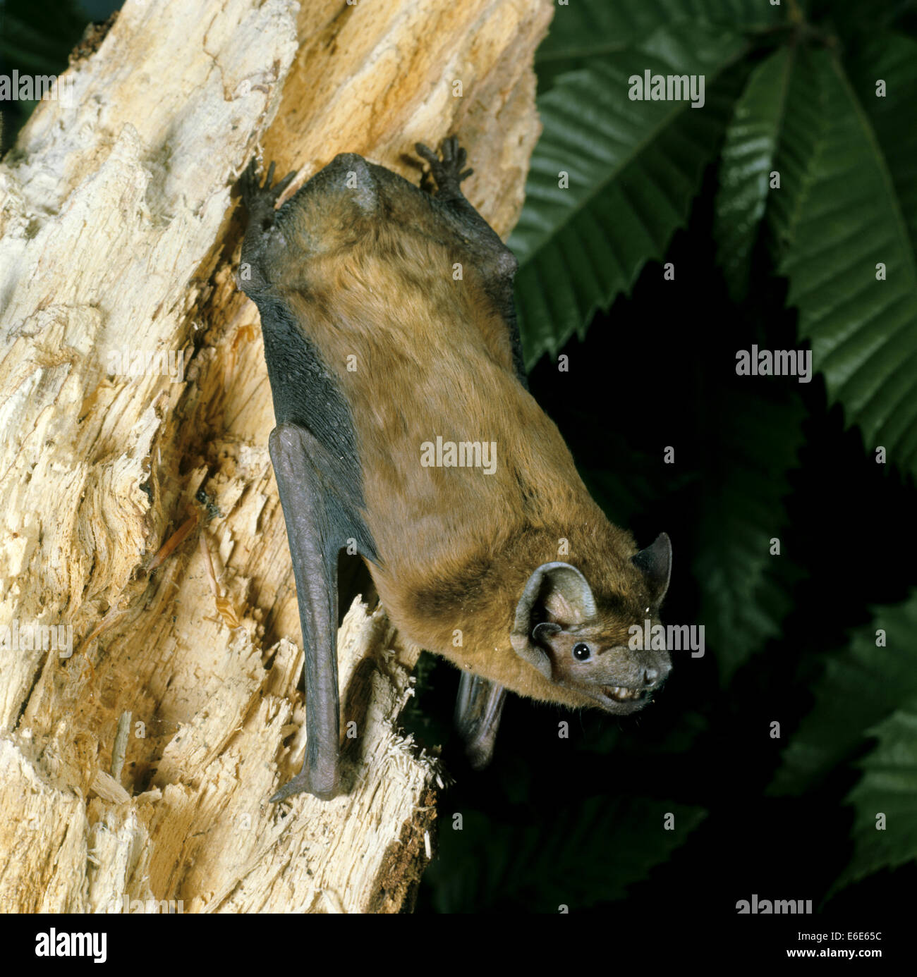 Noctule Bat - Nyctalus noctula Stock Photo