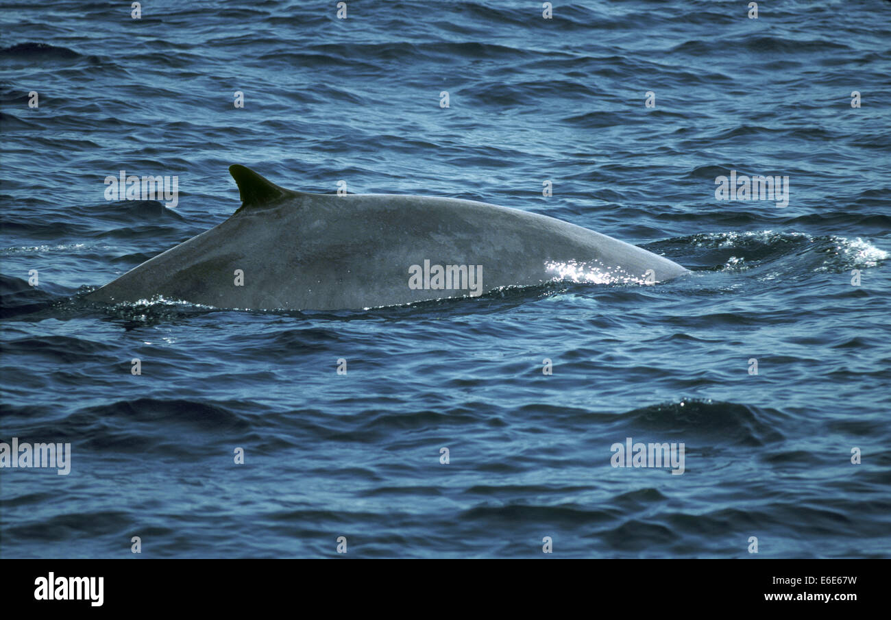 Fin Whale - Balaenoptera physalus Stock Photo