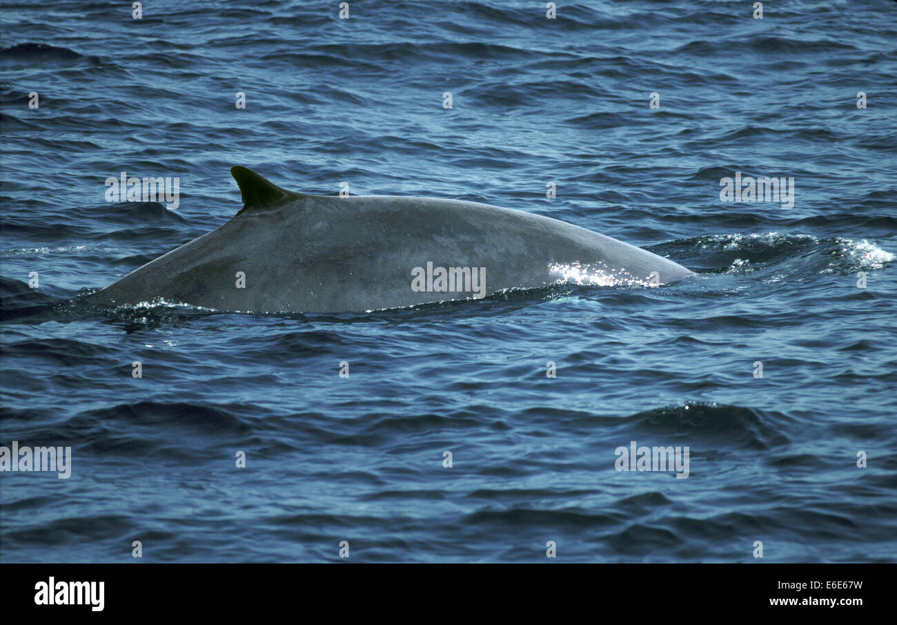 Finback whale breaching hi-res stock photography and images - Alamy