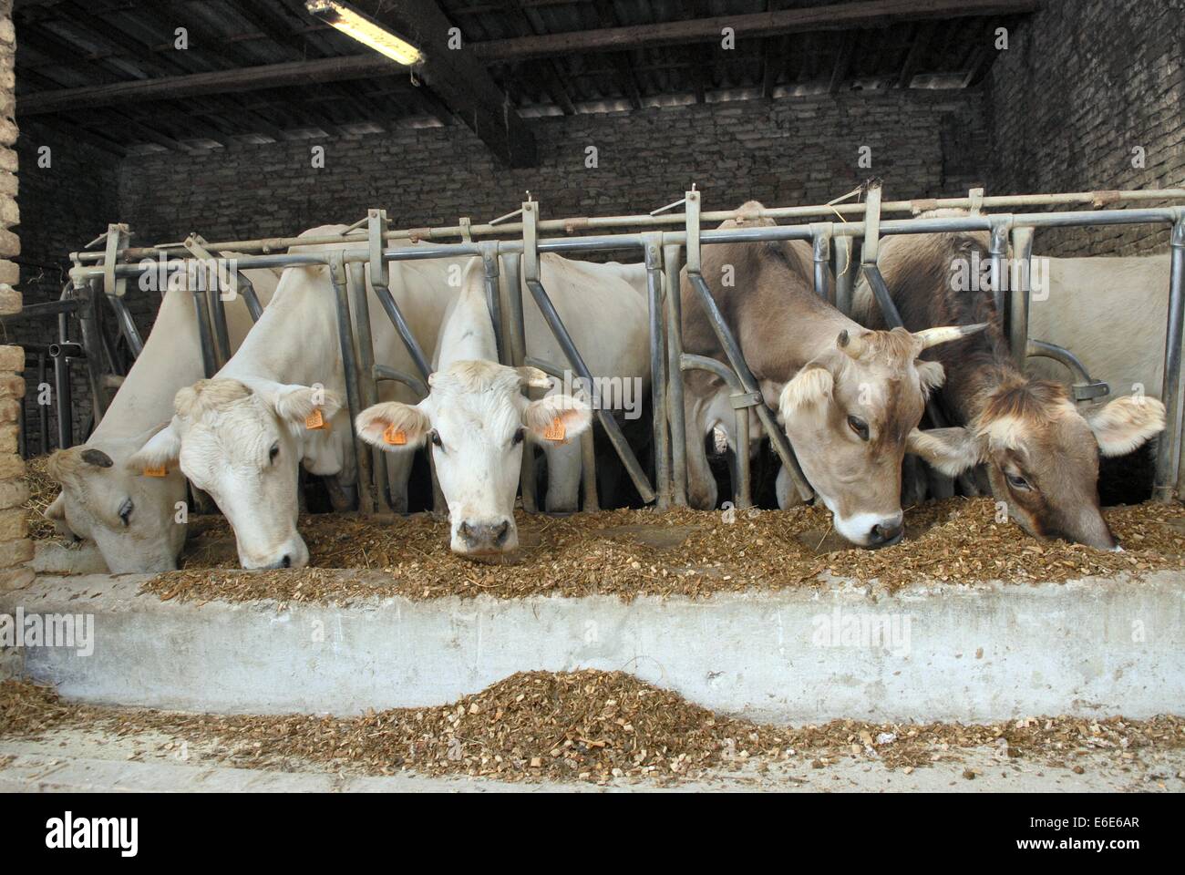 Polesine Parmense (Reggio Emilia, Italy), breeding of bovines Stock Photo