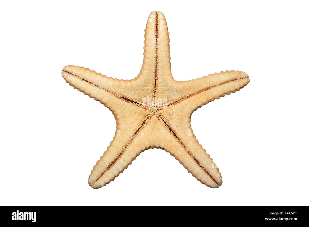 Underside Of A Dried Starfish Stock Photo