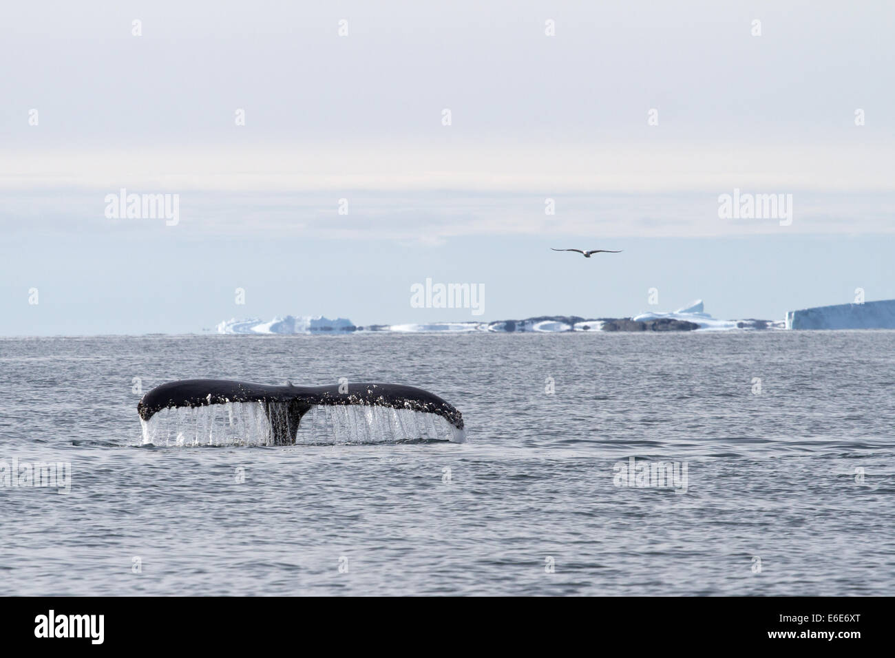 humpback whale tail diving in the waters of the Southern Ocean overcast ...