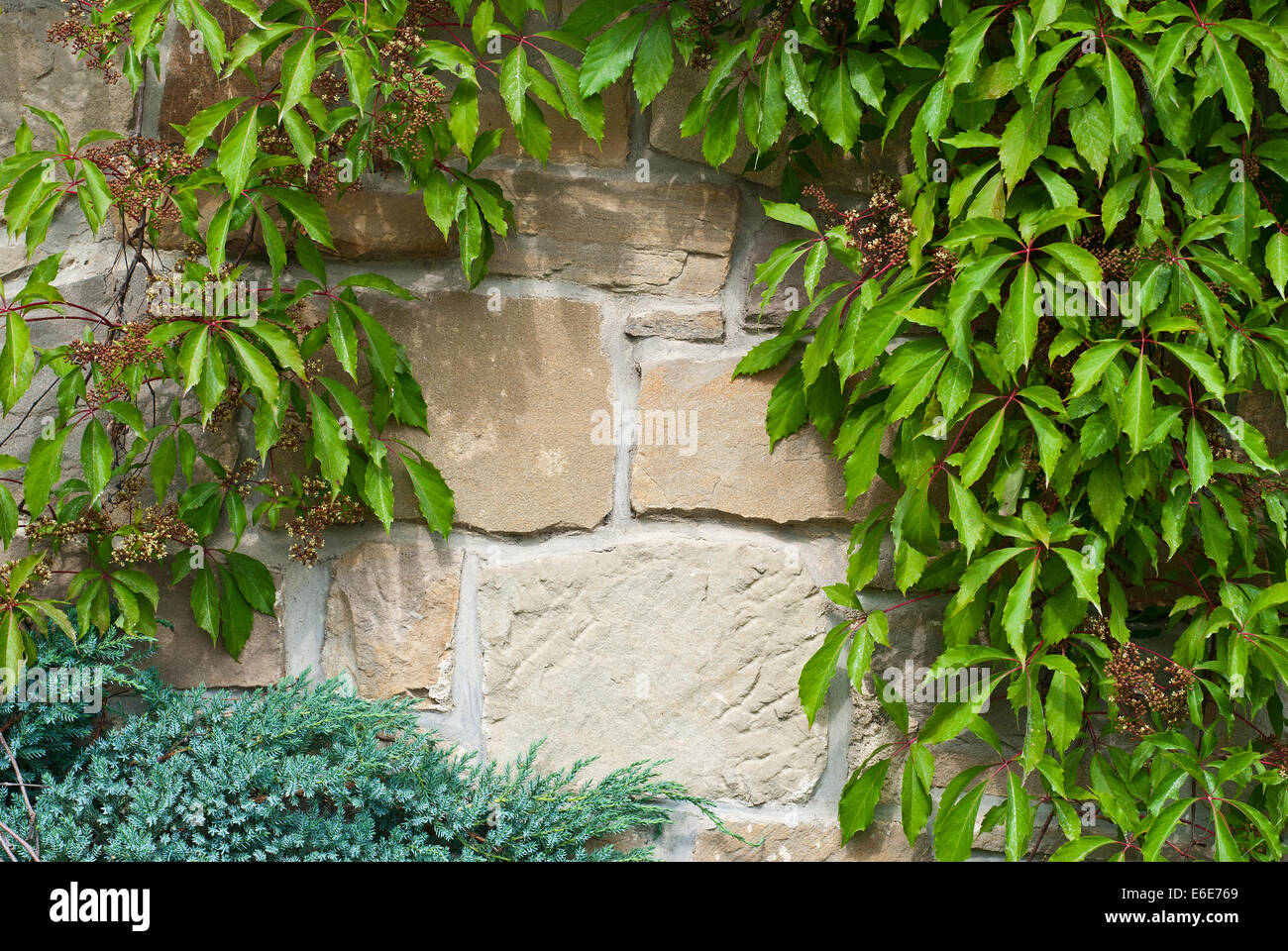 Old brick wall background or texture with green leaves Stock Photo - Alamy