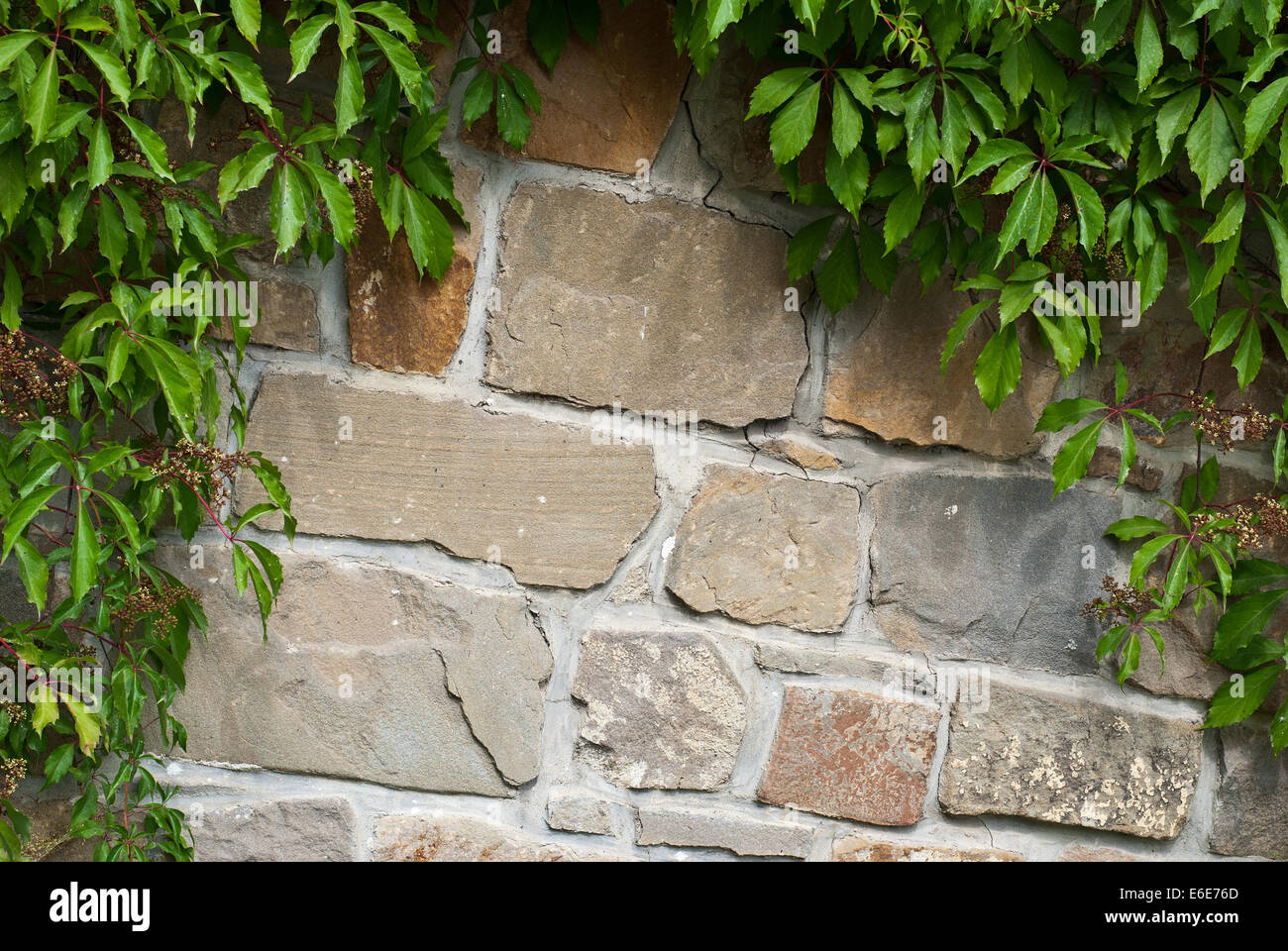 Old brick wall background or texture with green leaves Stock Photo - Alamy