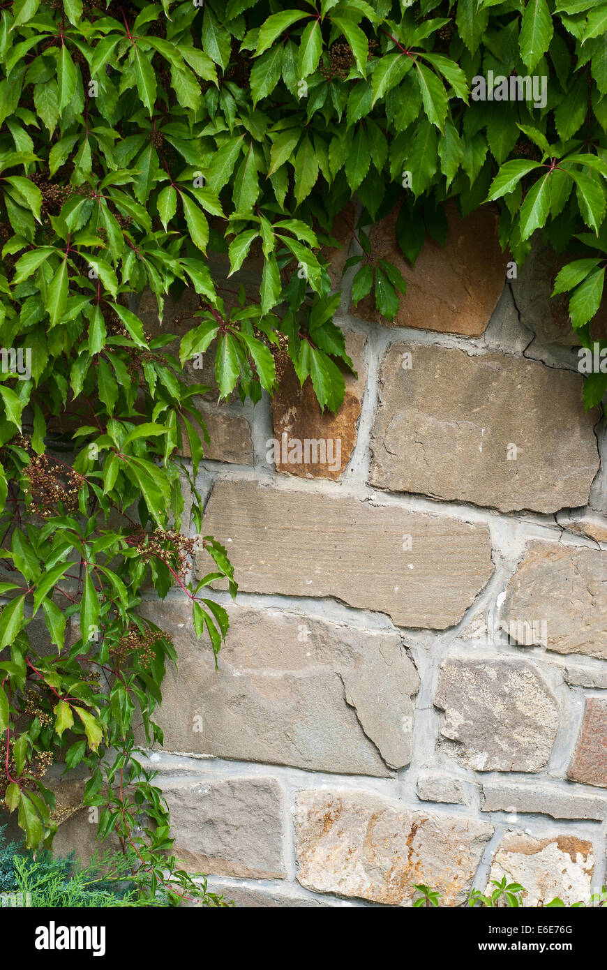 Old brick wall background or texture with green leaves Stock Photo - Alamy
