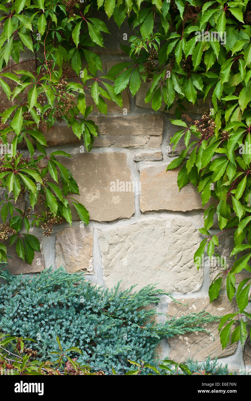 Old brick wall background or texture with green leaves Stock Photo - Alamy
