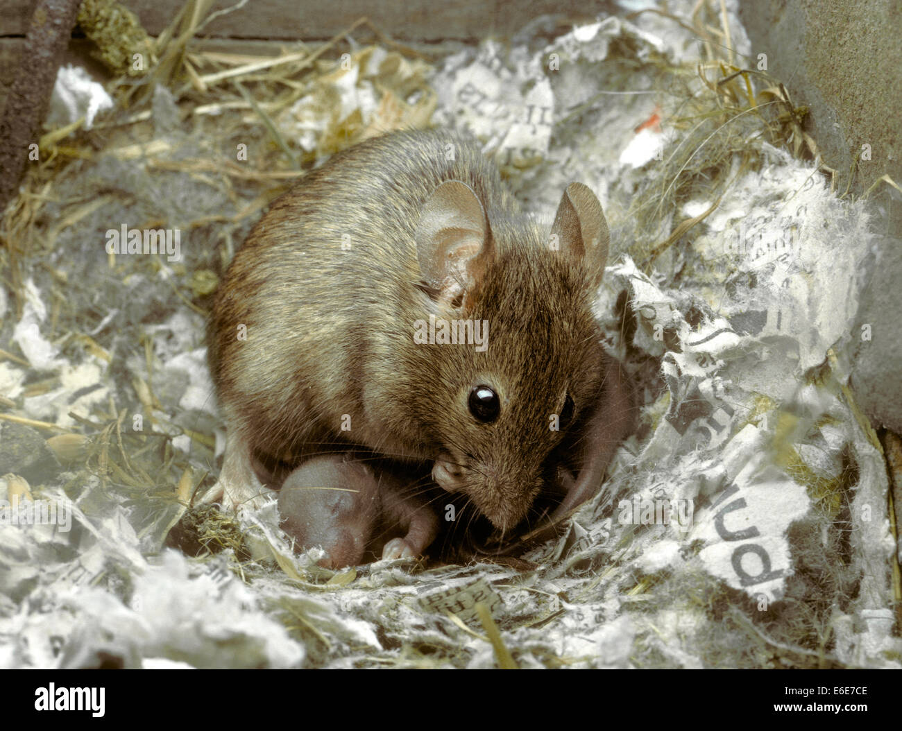 House Mouse - Mus domesticus Stock Photo