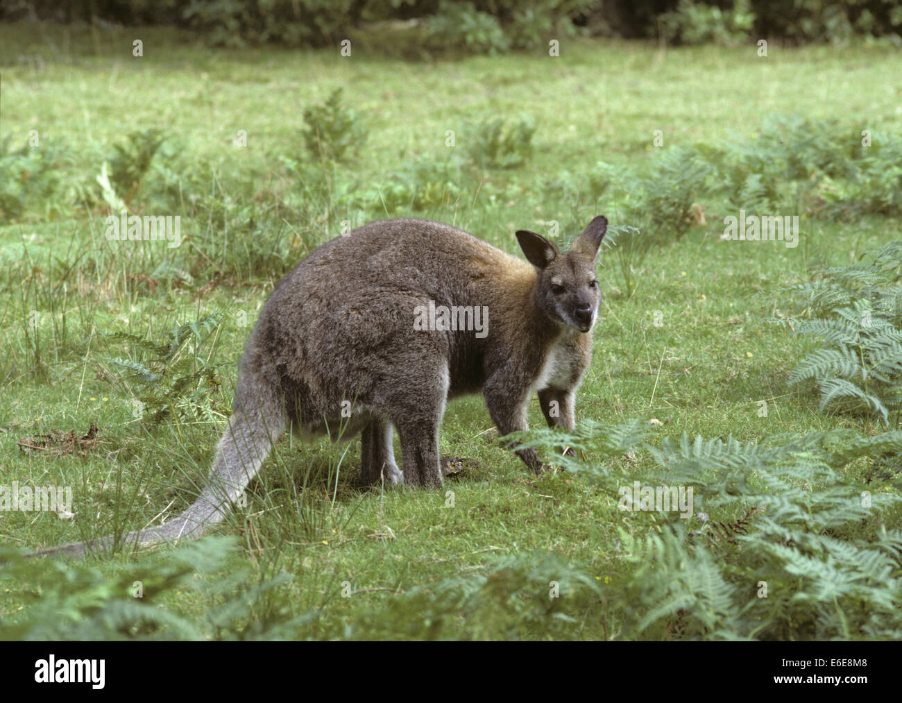 Bennett's Wallaby - Macropus rufogriseus Stock Photo